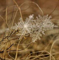 Microscopic Snowflake Pictures Image 6