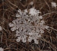 Microscopic Snowflake Pictures Image 8