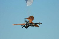Real-Life Fire-Breathing Dragons Image 3