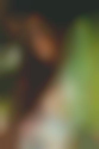 Dewy Forest Photoshoots