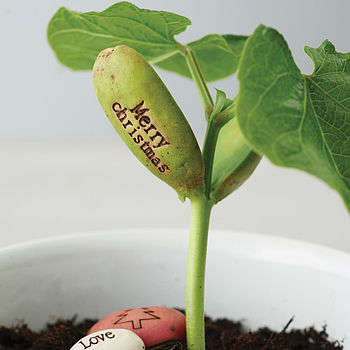 Sentimental Plant Seeds