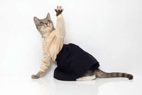 Matching Feline Couture Image 5