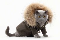 Matching Feline Couture Image 6