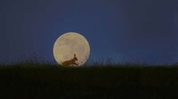 Cosmic Wildlife Photography Image 2