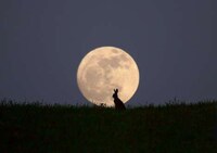 Cosmic Wildlife Photography Image 4