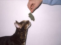 Feline Foodie Photography Image 4