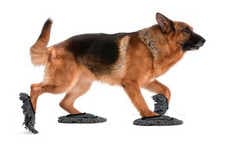 Canine Cleaning Accessories