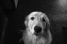 Practical Pooch-Sharing Programs