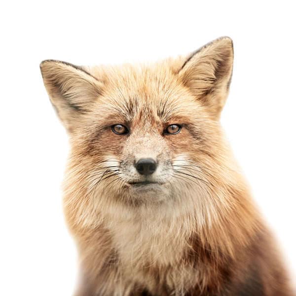 48 Striking Animal Photography Finds