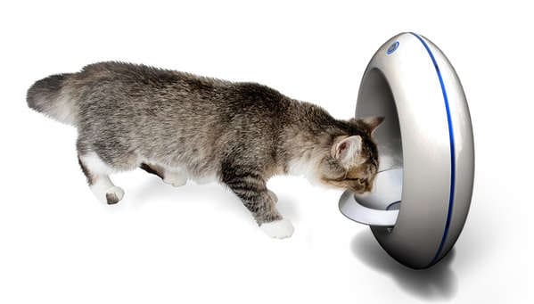 Purifying Feline Feeders