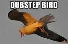 Dubstep Singing Birds