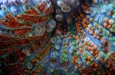 Magnified Marine Life Photography