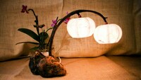 Planted Paper Lanterns