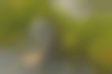 Architecture Nestled In Nature Tokyo S Dancing Trees Singing Birds