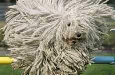 Extreme Dog Photography