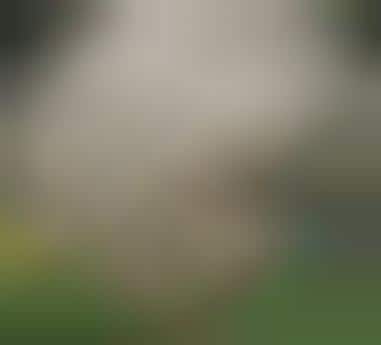 Extreme Dog Photography