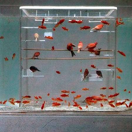 Avian Aquariums