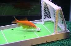 Teach Fish Tricks