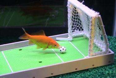 Teach Fish Tricks