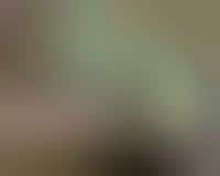 Coloured Animals