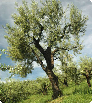 Adopt an Olive Tree