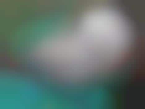 Address-Citing Parrots