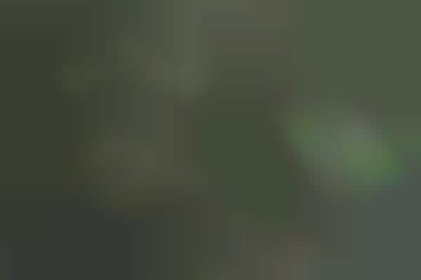 Concealed Camo Collections