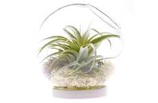 36 Modern Terrariums