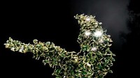 Wonderfully Weird Accessories Image 8