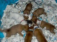 Precious Puppy Pinwheels Image 2