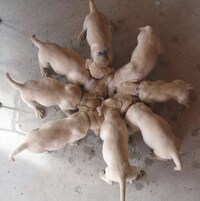 Precious Puppy Pinwheels Image 3