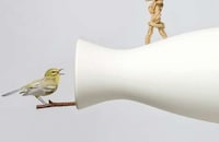 Chirp-Amplifying Perches
