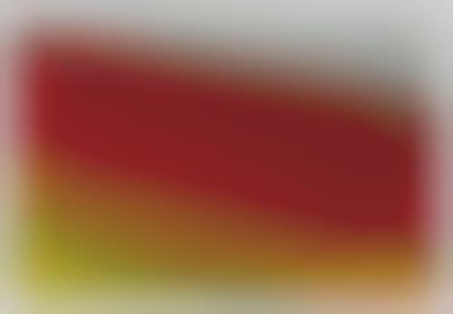 Colorful Aerial Tulip Photography