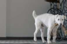 Motor-Mimicking Dog Commercials