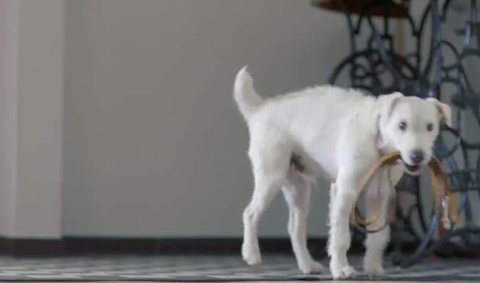 Motor-Mimicking Dog Commercials