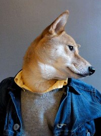 Dapper Canine Fashion Blogs Image 2