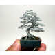 Miniscule Wire Bonsai Replicas Image 4