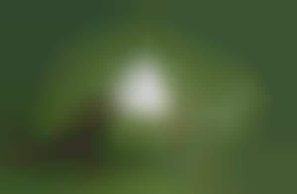 Cone Collar Lights