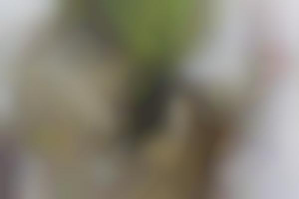 Eco-Friendly Aquarium Gifts