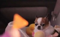 Chip-Gripping Canine Commercials Image 2