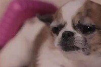 Chip-Gripping Canine Commercials Image 5