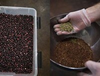 Ethically Sourced Cacao Image 6