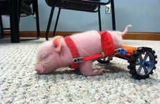 Disabled Piglet Wheelchairs