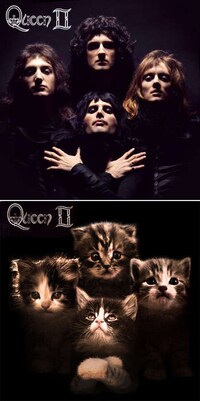 Classic Album Kitten Takeovers Image 6