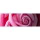 £10,000 Rose Bouquet Image 2