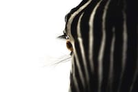 Zoomed Wild Animal Photography Image 2
