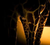 Zoomed Wild Animal Photography Image 3