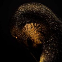 Zoomed Wild Animal Photography Image 4
