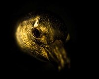 Zoomed Wild Animal Photography Image 5