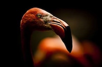 Zoomed Wild Animal Photography Image 6